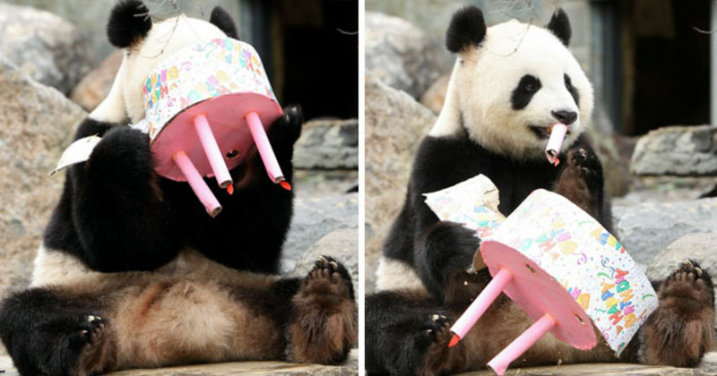 صور حيوانات أليفة حصلت على أعياد ميلاد أفضل من البشر!